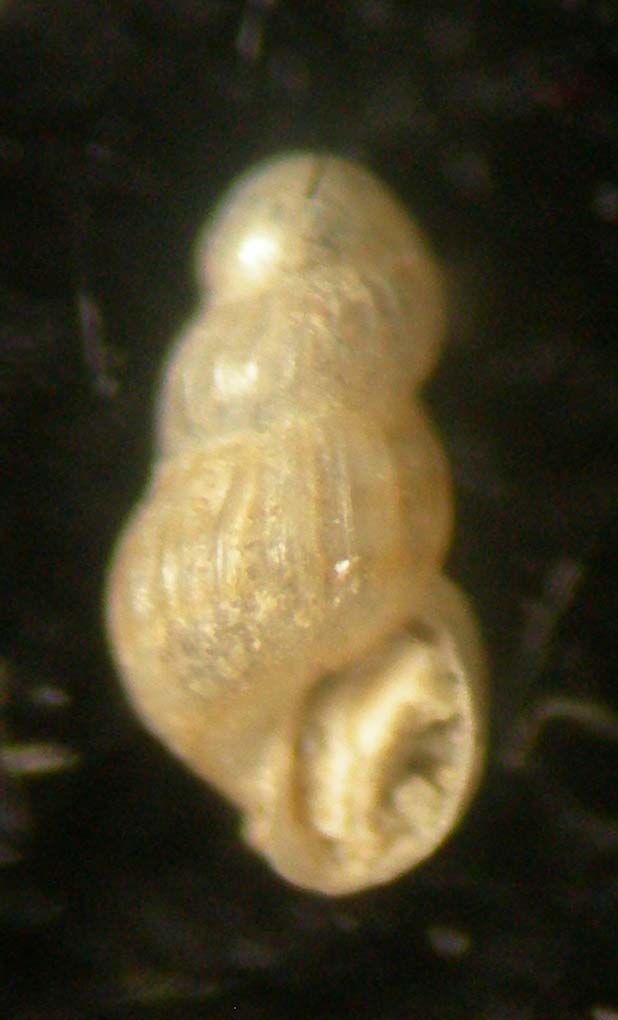 chrysallida